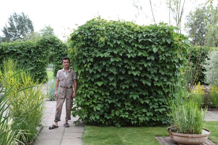 Актинидия коломикта живая изгородь