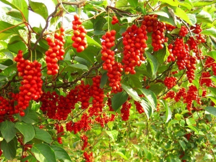 Schisandra chinensis