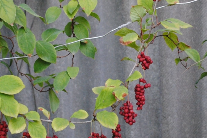 Лимонник китайский