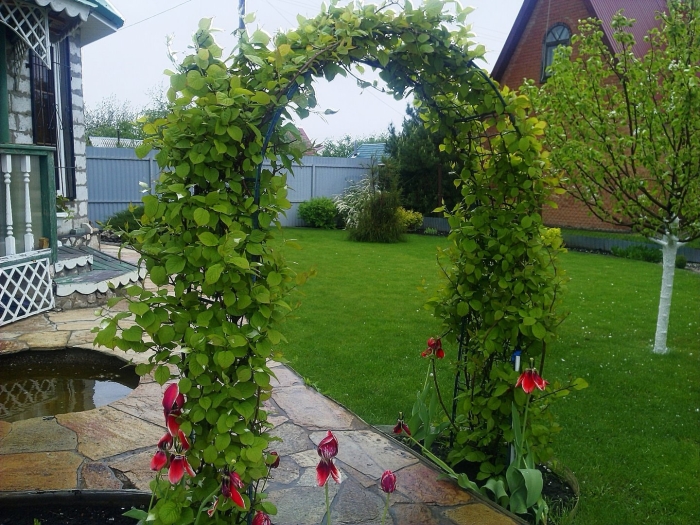 Вьюн девичий виноград