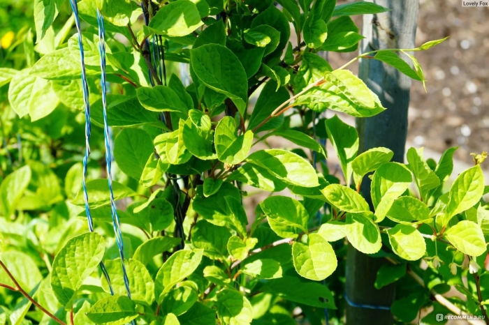 Растение лимонник