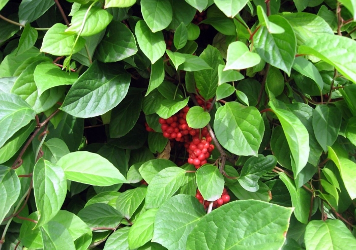 Лимонник китайский лиана