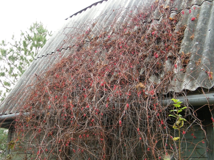 Лимонник китайский осенью