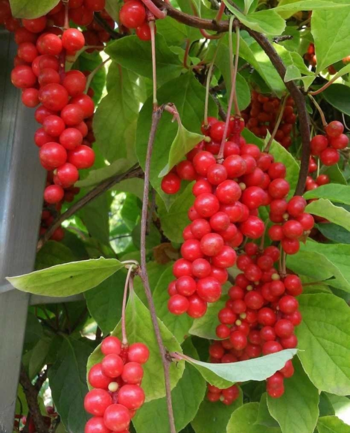 Лимонник обыкновенный