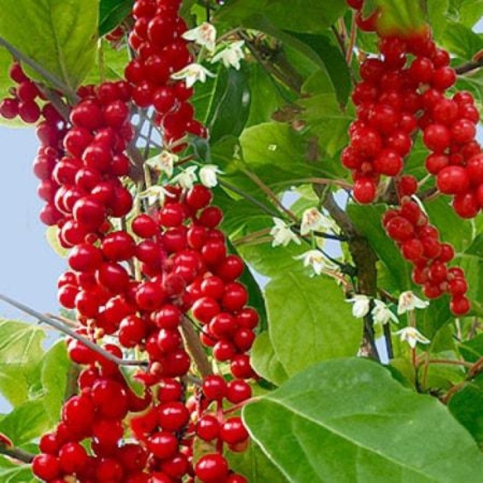 Лимонник китайский (schisandra chinensis)