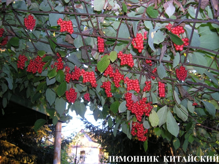 Лимонник дальневосточный куст