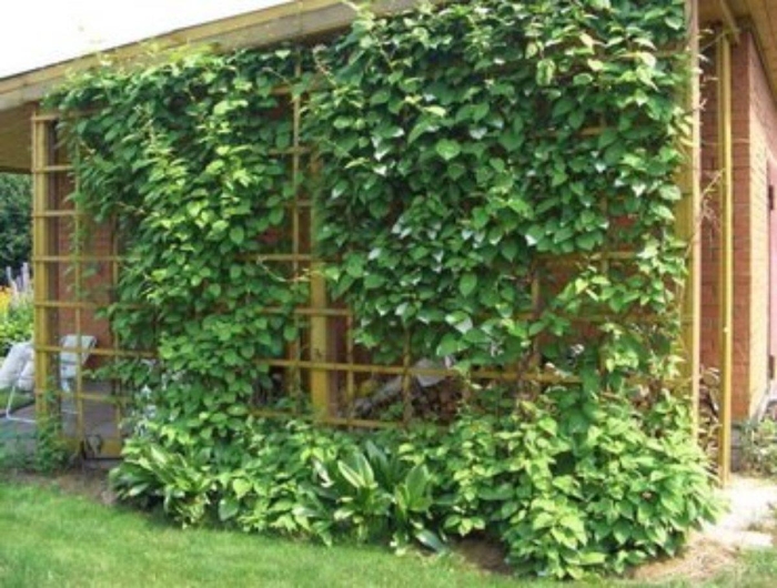 Актинидия лиана