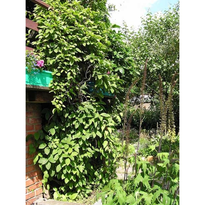 Лимонник в ландшафтном дизайне