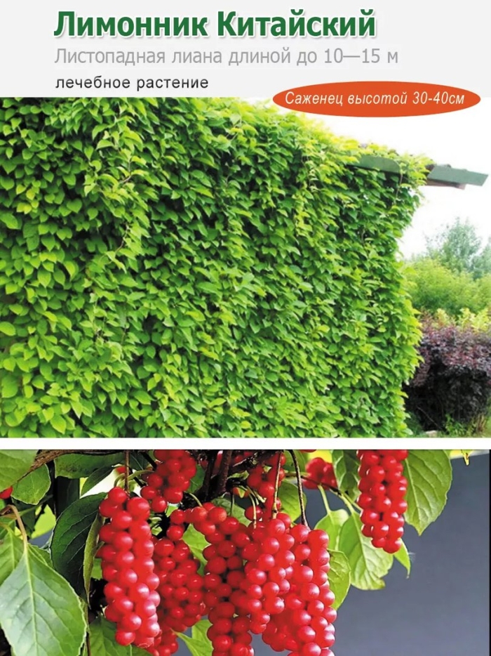 Лимонник китайский