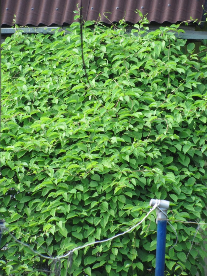 Лимонник куст