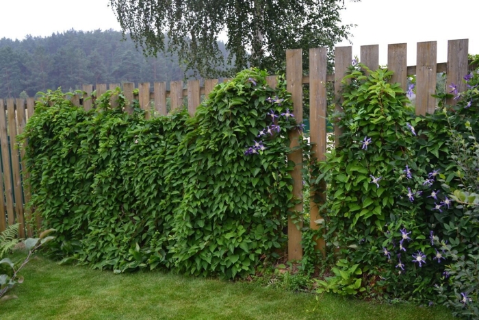 Вьющиеся растения для забора быстрорастущие многолетние