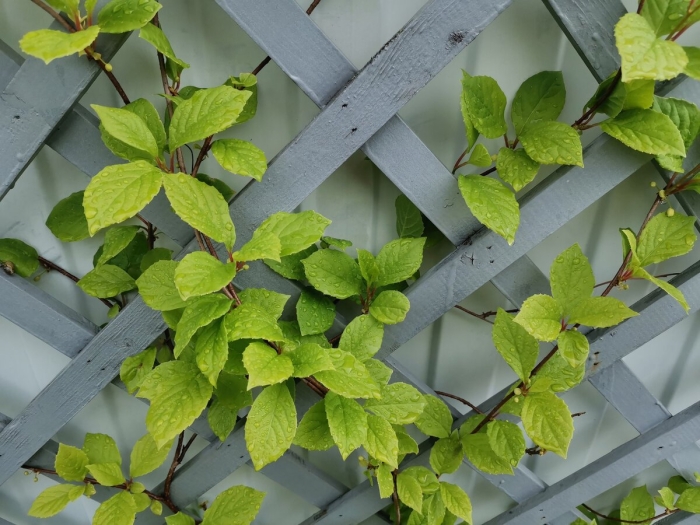 Шпалера актинидия клематис