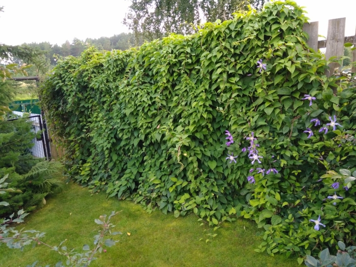 Живая изгородь вьюнок