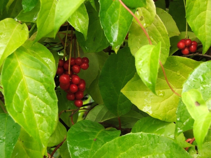Лимонник китайский (schisandra chinensis)