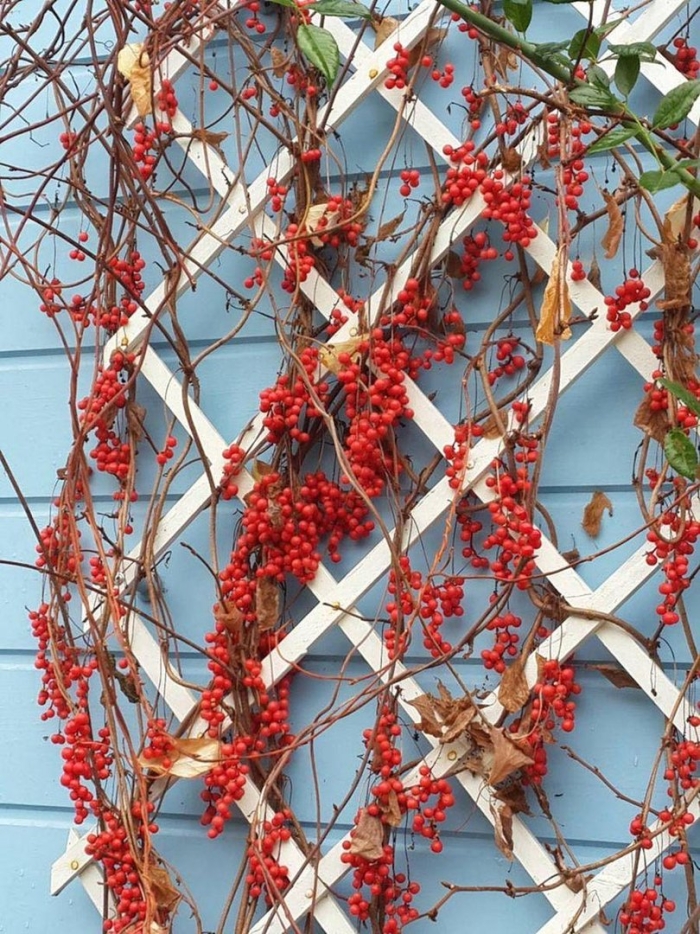 Лимонник дальневосточный шпалера