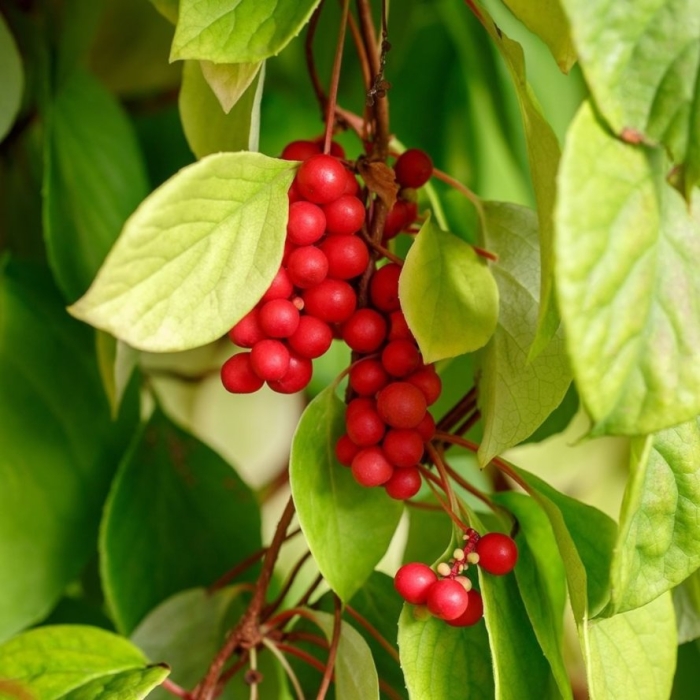 Лимонник китайский растение