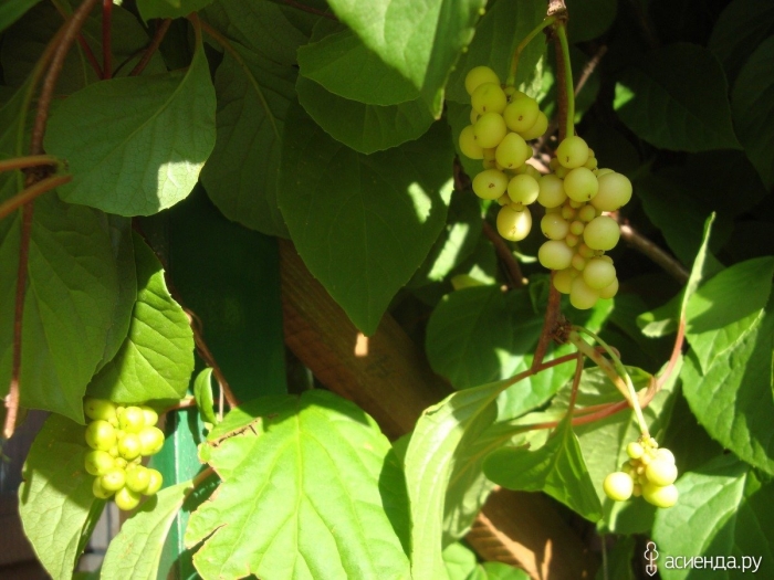 Дальневосточный лимонник