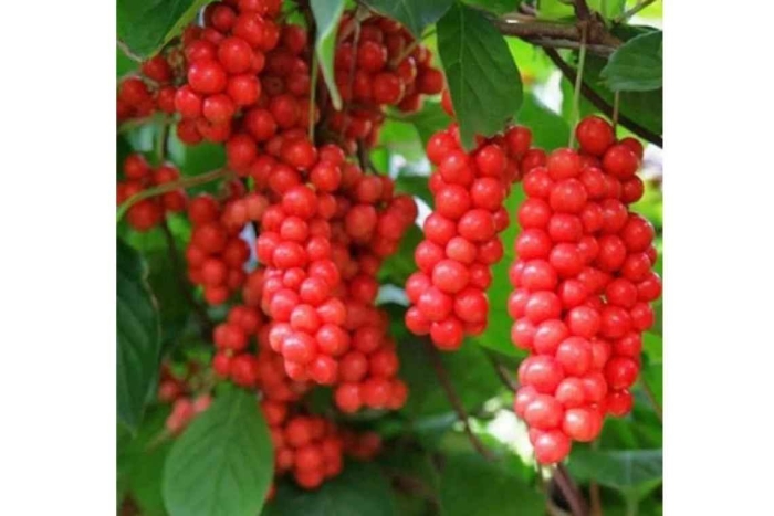 Лимонник шизандра