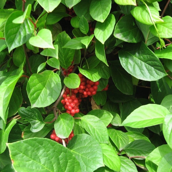 Лимонник китайский лиана