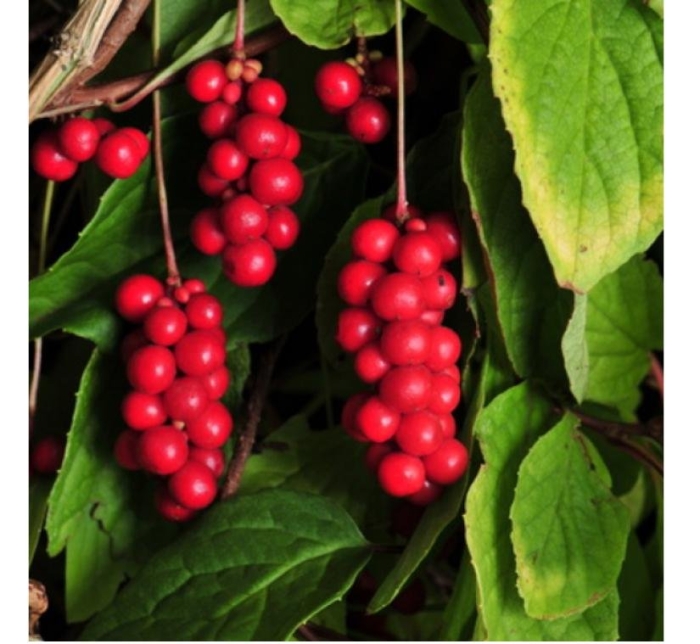 Лимонник китайский дальневосточный