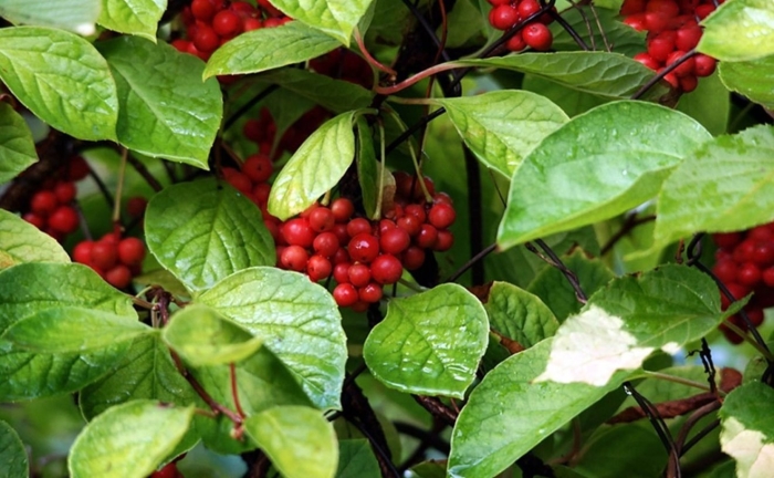 Шизандра китайская лимонник