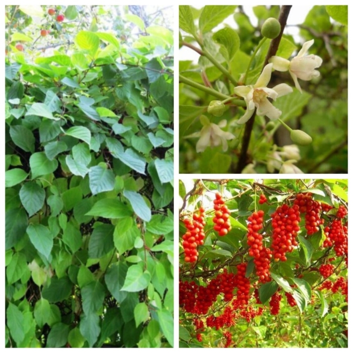 Лимонник китайский выращивание