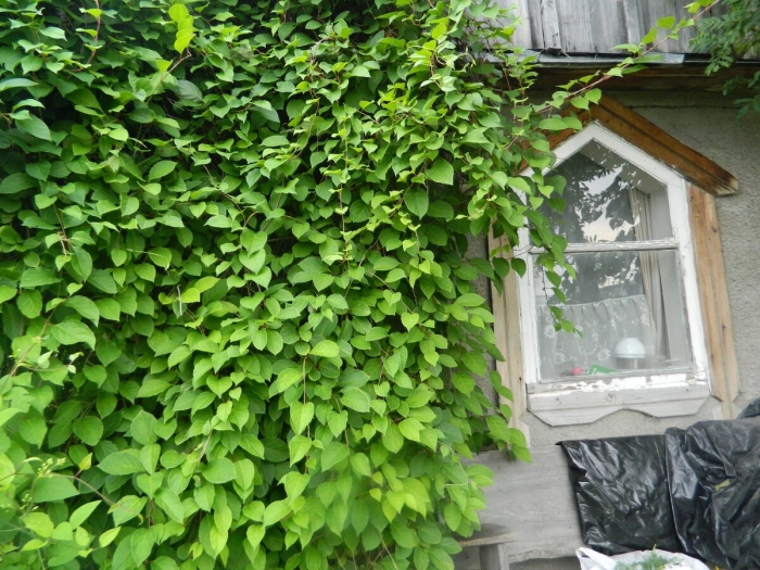 Виноград амурский лиана