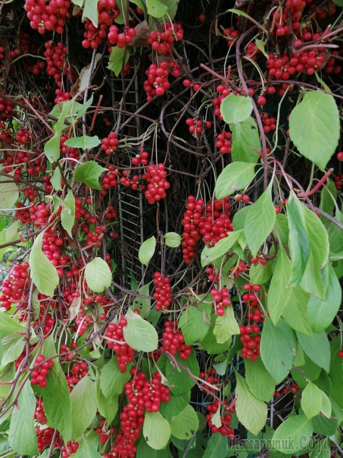 Лимонник дальневосточный