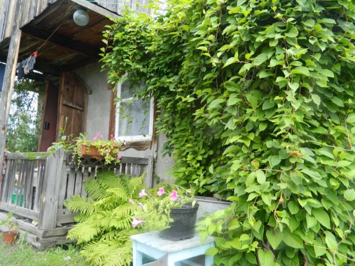 Лимонник китайский актинидия