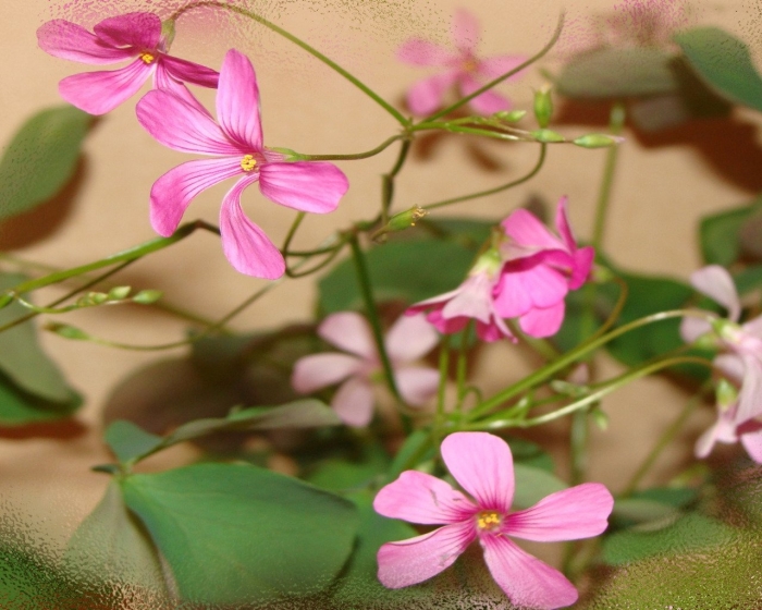 Оксалис кислица