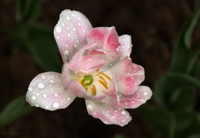 Цветок тюльпан