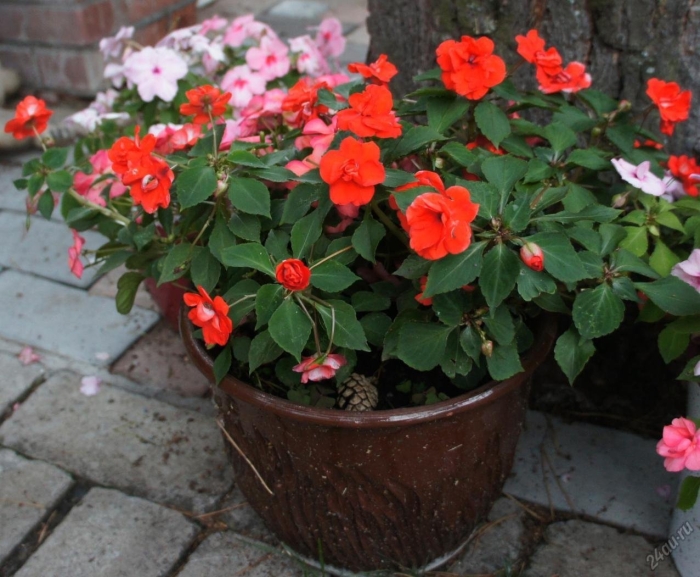 Бальзамин новогвинейский orange