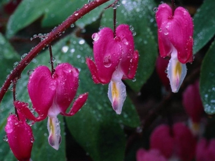 Дицентра кокулярия