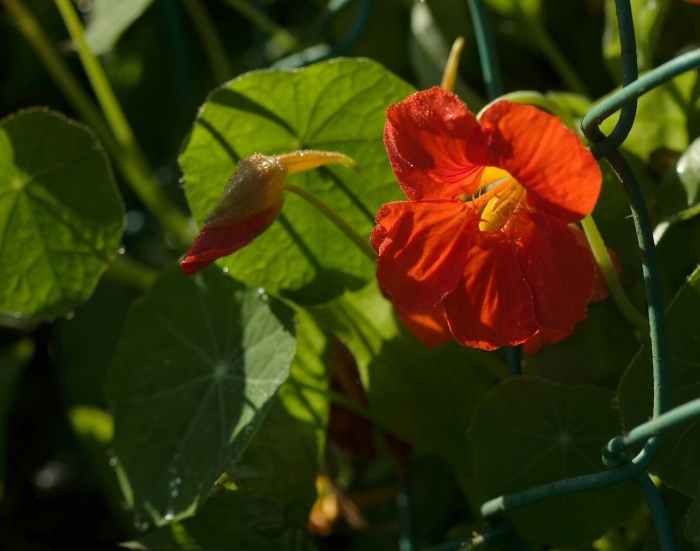 Настурция красота индии