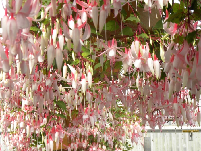 Ампельная фуксия