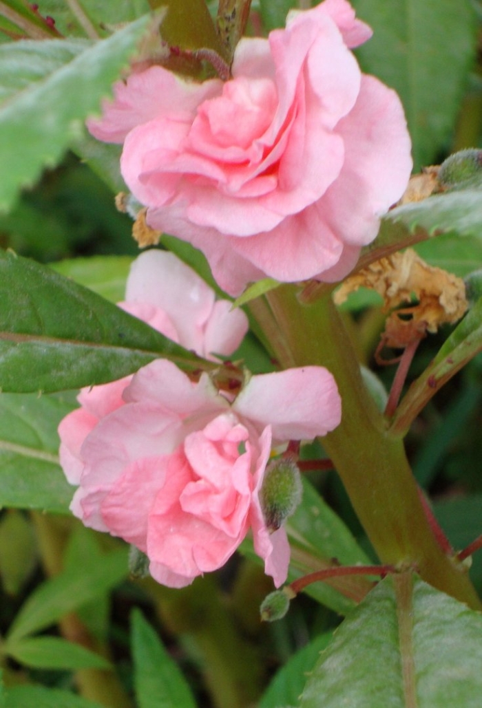 Бальзамин камелия