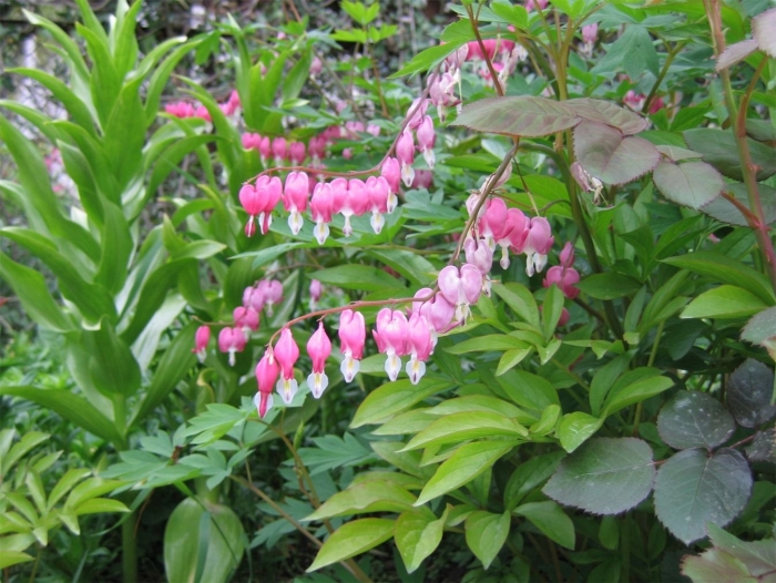 Дицентра великолепная куст