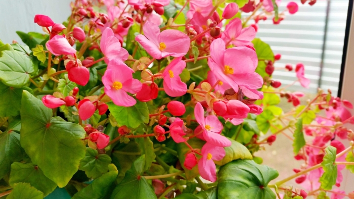 Цветы бегония вечноцветущая