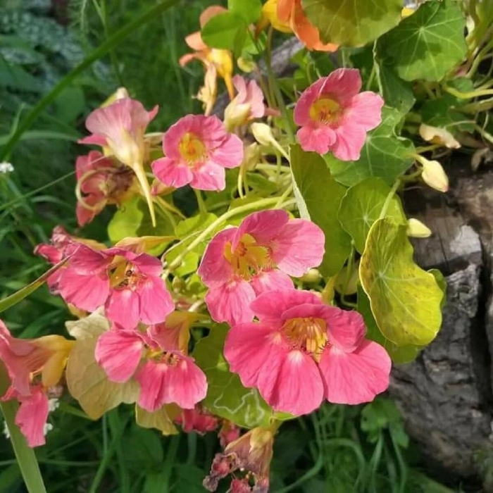 Настурция голден глоуб