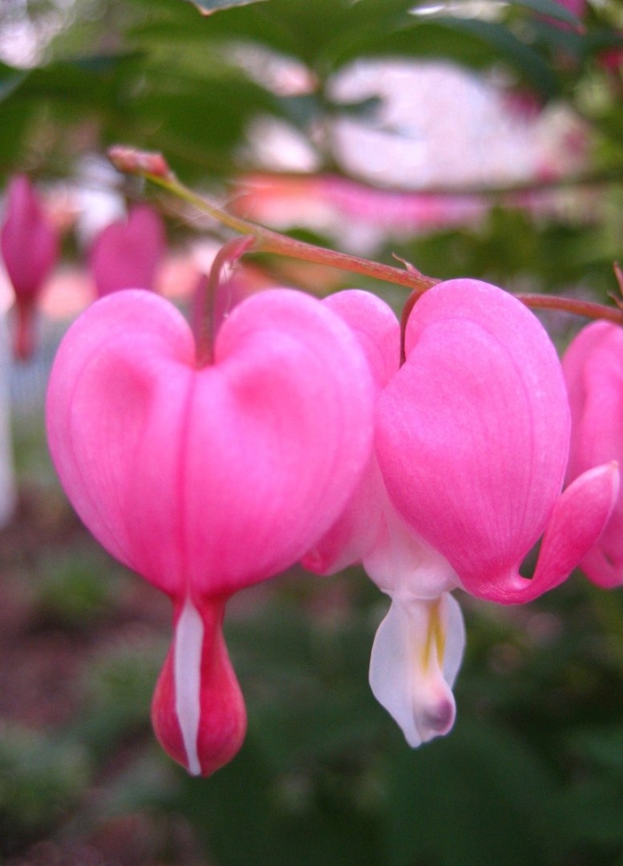 Цветок дицентра