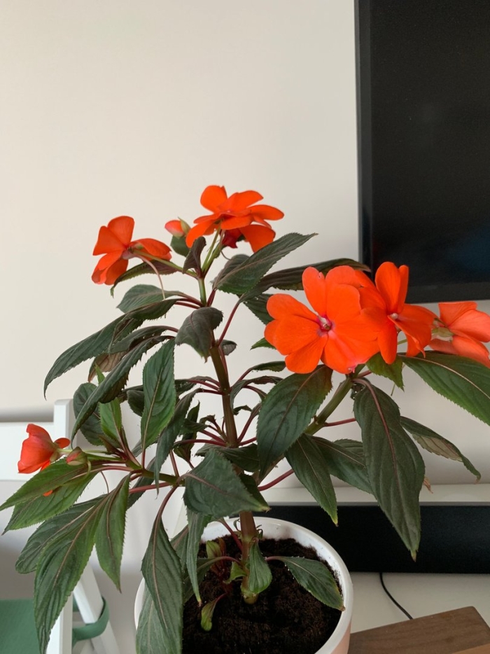 Бальзамин новогвинейский оранж