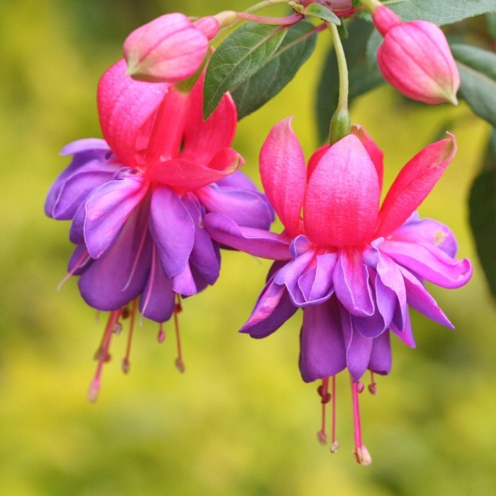 Цветок фуксии