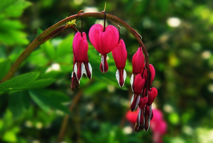 Дицентра великолепная (bleeding heart)