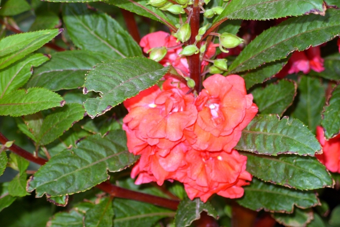 Цветок мокрый ванька