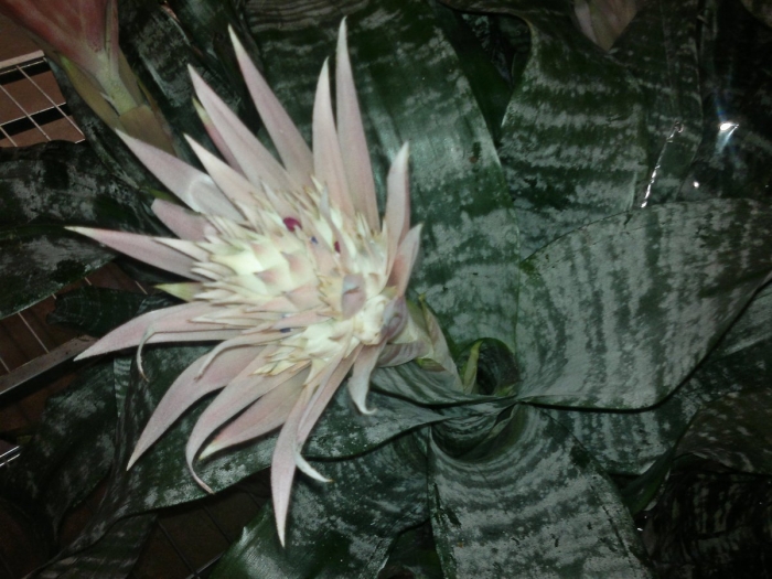 Эхмея вайльбаха