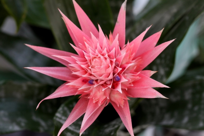 Эхмея полосатая aechmea fasciata