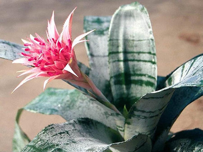 Эхмея шантина