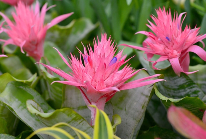 Цветок эхмея