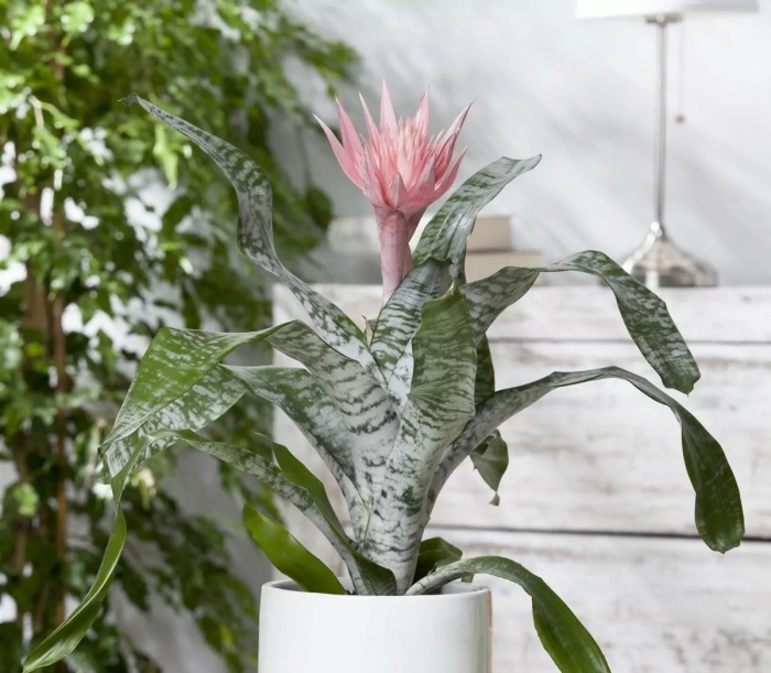 Эхмея fasciata primera