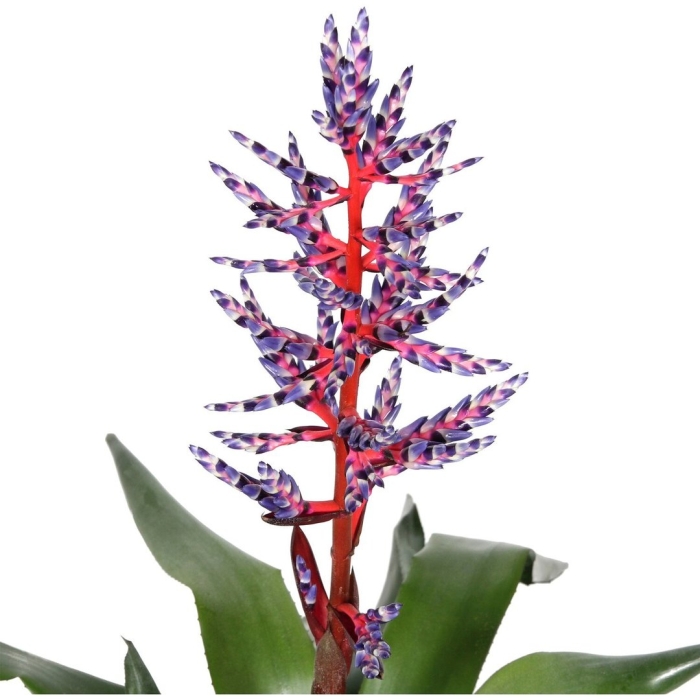 Эхмея блю рейн